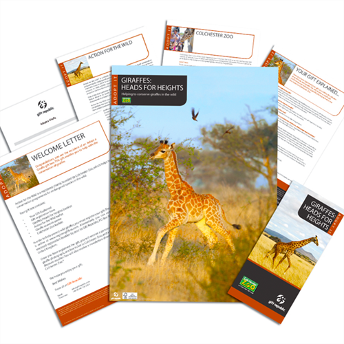 adopt a giraffe adopt a giraffe